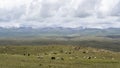 Sheep Son Kol Kyrgyzstan