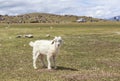 SHEEP AT SONG KUL LAKE IN KYRGYZSTAN