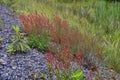 Sheep Sorrel Growing On The Side Of The Road Royalty Free Stock Photo