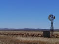 Sheep in the South Australian landscape Royalty Free Stock Photo