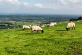 Sheep on the South Downs Royalty Free Stock Photo