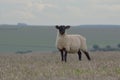 Sheep on the South Downs Royalty Free Stock Photo