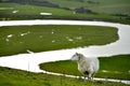 Sheep Royalty Free Stock Photo