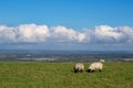 Sheep on the South Downs, England Royalty Free Stock Photo