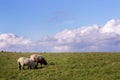 Sheep on the South Downs, England Royalty Free Stock Photo