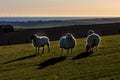 Sheep on a South Downs Hillside with Evening Light Royalty Free Stock Photo