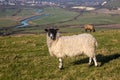 A Sheep in the South Downs Royalty Free Stock Photo