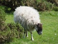 A sheep on the South Downs England Royalty Free Stock Photo