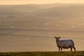 A Sheep in the South Downs at Sunset Royalty Free Stock Photo