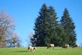 Sheep spend most ofthe year out at pasture, they love green prairie grass.