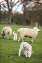 Sheep and Spring Baby Lambs in A Field Royalty Free Stock Photo
