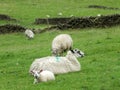 Sheep and spring lambs in yorkshire Royalty Free Stock Photo