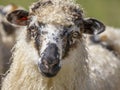 Cute sheep on a spring meadow Royalty Free Stock Photo