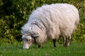 Sheep in spring pasture, Gisborne, New Zealand Royalty Free Stock Photo