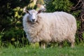 Sheep in spring pasture, Gisborne, New Zealand Royalty Free Stock Photo