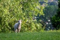 Sheep in spring pasture, Gisborne, New Zealand Royalty Free Stock Photo