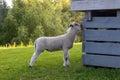 Sheep in spring pasture, Gisborne, New Zealand Royalty Free Stock Photo