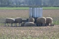 Sheep In springtime grazing foodstuff in a field In North Yorkshire UK Royalty Free Stock Photo