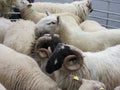Sheep in The Square, Kenmare, Ireland