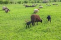 Sheep stall on green field Royalty Free Stock Photo