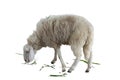 A sheep stand and grazed with gusto on white background. Royalty Free Stock Photo