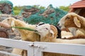 Sheep standing behind the white fence and chewing the grass Royalty Free Stock Photo