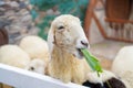 Sheep standing behind the white fence and chewing the grass Royalty Free Stock Photo