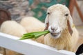 Sheep standing behind the white fence and chewing the grass Royalty Free Stock Photo