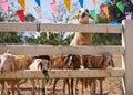 Sheep standing chewing the grass. Nature, food. Royalty Free Stock Photo