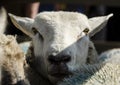 Sheep standing in the crowd Royalty Free Stock Photo