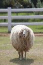 Sheep standing in farm