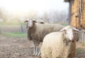 Sheep standing on farmland Royalty Free Stock Photo