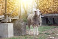 Sheep standing on farmland Royalty Free Stock Photo