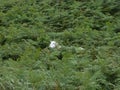Sheep standing in fern in ireland Royalty Free Stock Photo