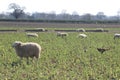 Sheep grazing in field at laming time In spring In North Yorkshire UK Royalty Free Stock Photo