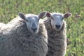 Sheep grazing in field at laming time In spring In North Yorkshire UK Royalty Free Stock Photo