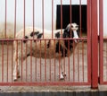 A sheep is standing in front of a red fence Royalty Free Stock Photo