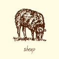 Sheep standing and grazing side view, hand drawn doodle, sketch, vector illustration