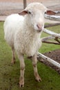 A sheep standing in green field. Royalty Free Stock Photo