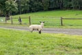 Sheep standing in green pastures near road