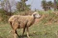 A sheep standing in the ground Royalty Free Stock Photo