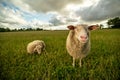 Sheep on grassy field against sky at farm Royalty Free Stock Photo