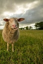 Sheep on grassy field against sky at farm Royalty Free Stock Photo