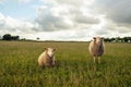 Sheep on grassy field against sky at farm Royalty Free Stock Photo