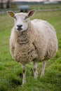 Sheep standing in meadow Royalty Free Stock Photo