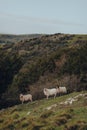 Sheep standing in Mendip Hills, Somerset, UK