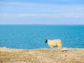 Sheep standing near the Qinghai Lake