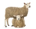 Sheep standing over another lying Royalty Free Stock Photo