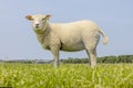 Sheep standing side view, cute and soft, in a green grass pasture and a blue sky