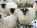 Sheep standing in snow Ireland